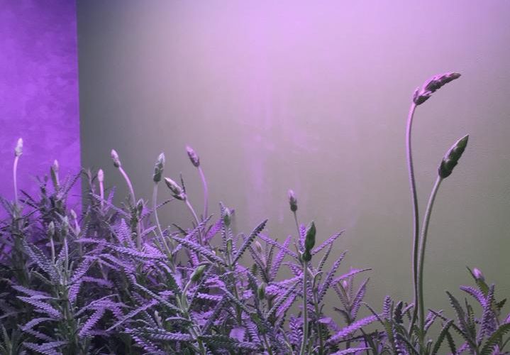 Iluminação para Plantas