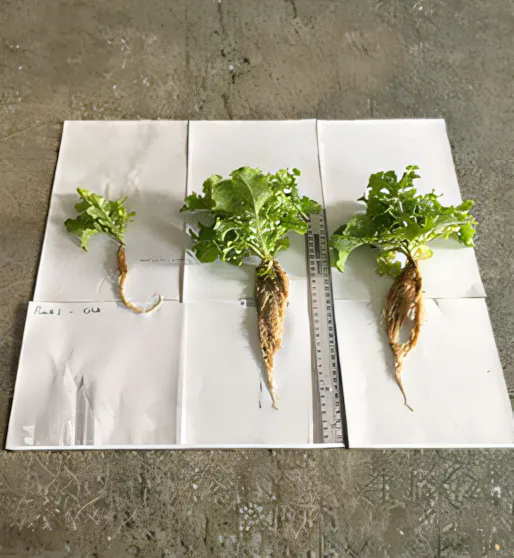 estudo1_upscayl_2x_ultrasharp-4x